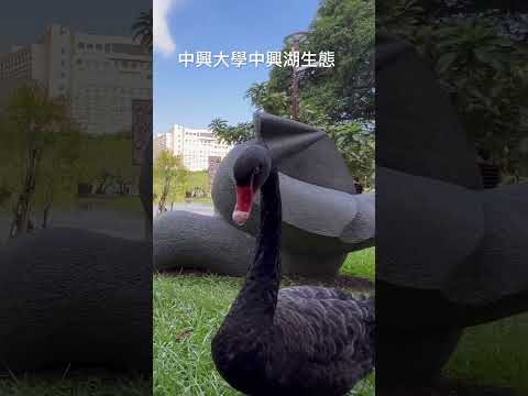 #台中中興大學#中興湖#各種動物