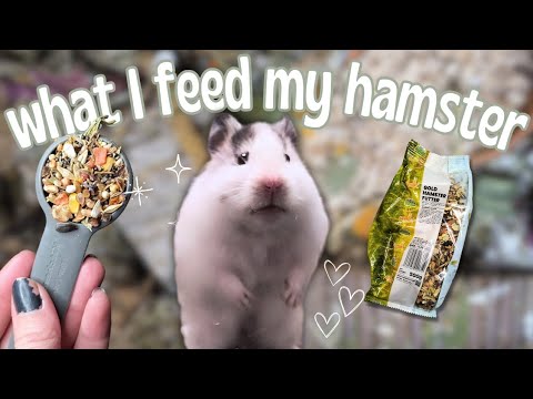 What I Feed my Hamster + Daily Feeding Routine 🐹🌱