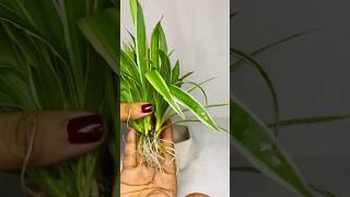 Spider plant without soil / simple indoor plant decor / #gardeningchannel #plantstories #gardener