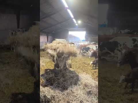 Farm Cows #shorts #fyp #cow #feeding #milking #hoofing