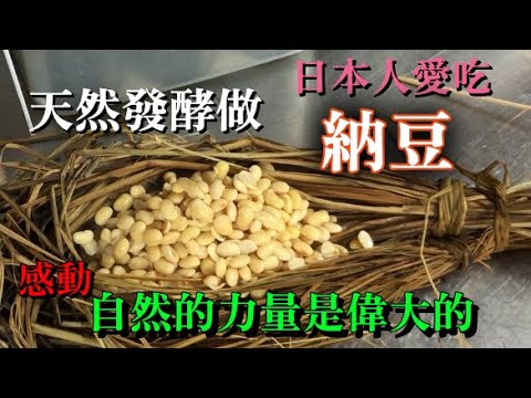 【發酵食品納豆做法】用稻草天然發酵做的話味道不太一樣　給大家看自己手工的做法　好好照顧納豆菌就不會失敗