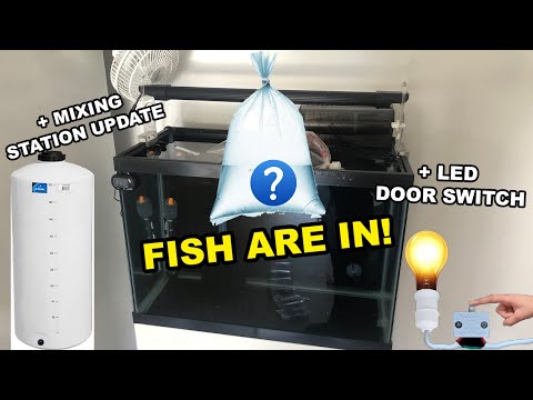 Adding fish + salt water mixing station update + Adding switch to cabinet door