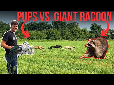 I TRAPPED A MONSTER RACOON FOR TRAINING THE GREYHOUNDS