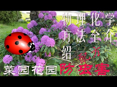 【渔耕笔记】种菜 菜地防虫杀虫 | 如何配有机肥皂水/苦楝油杀虫剂 物理方法杀害虫