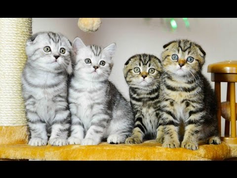 Cute Kittens are the best creatures | Funny Cats videos Compilation