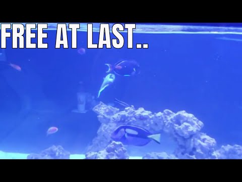 ACANTHURUS ACHILLES IN MARINE AQUARIUM.