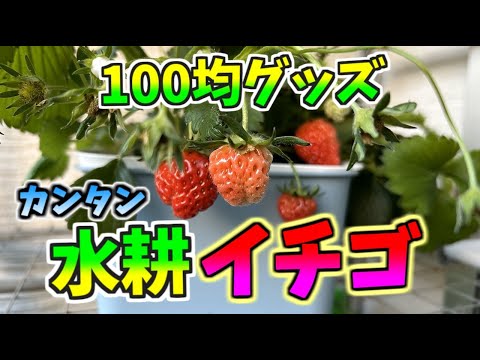 100均グッズでカンタン水耕栽培。「イチゴ」は水耕栽培に向いています！