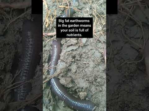 Don't kill them if you see them in the garden #shorts #earthworms