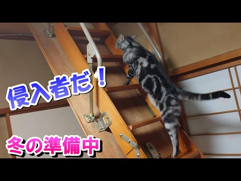 屋根裏への侵入者！冬前の準備猫（アメリカンショートヘア）