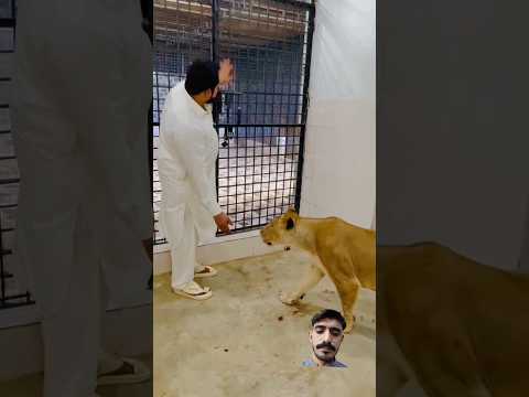 #tiger #lion #animals #animallover #funny #punjabisong #newsong #punjabi #song