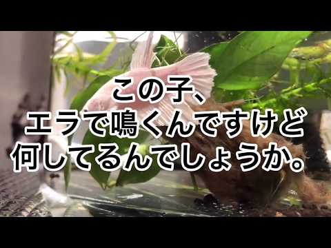 【珍しい？】ベタの鳴く音はこんな感じ  My Singing Betta Fish