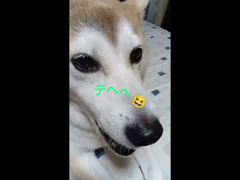 柴犬アンちゃんのアップ！