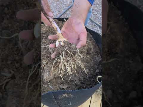 Harvesting and Storing garlic in Arizona #garlic