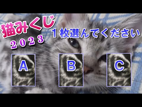 運試しの猫みくじ！姫華のアメショーワールド2023（アメリカンショートヘア）