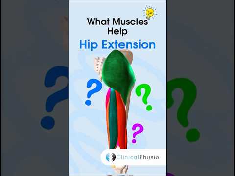 Hip Extension Muscles #physiotherapy #physicaltherapy #anatomy #hipextension