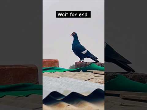 Kala mena zad kabutar #pigeon #shortvideo #shorts #viralvideo