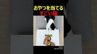 おやつを当てるすごい猫