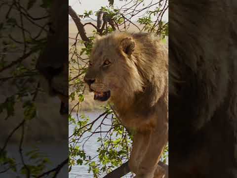 Angry Lion  #wildlife #botswana #lion