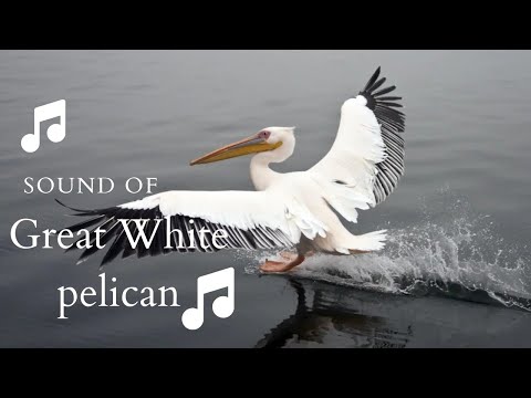 👉 S35 Great white pelican (Pelecanus onocrotalus) | Pelican comun