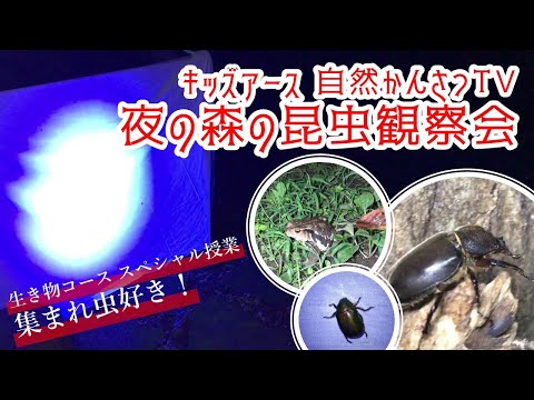 昆虫の生態を学ぶ！夜の森の観察会&解説