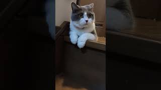 おててがかわいい🐱#ねこ動画 #猫のいる暮らし #cat #猫のいる生活 #かわいい #かわいい猫