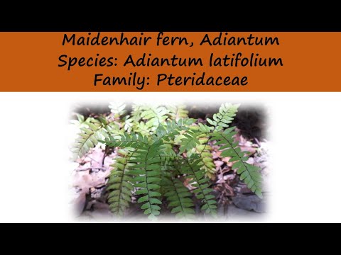 Differentiating the Broadleaf Maidenhair fern, Adiantum latifolium from other Adiantum's