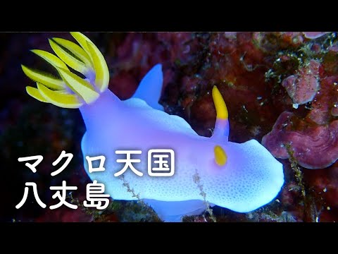 八丈島ツアーロングverマクロ天国ダイビング