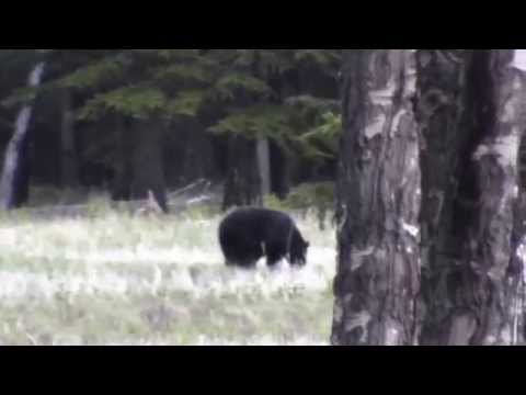 Black bear encounter May 2015