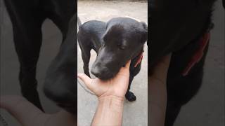 Labrador dog  #chiku #labrador #chikulabradordog #doglover #doglove #dogvideo  #chiku #trending