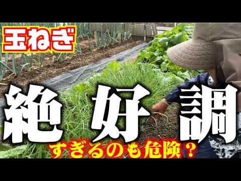 【好調すぎの落とし穴】！太り過ぎると【トウ立ち】の危険があります【玉ねぎ】【ソニック】