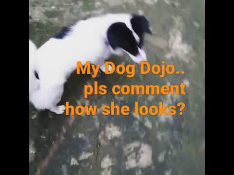 My Dog Dojo..💖💖