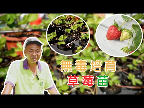 【嘉義大林】無毒草莓 連草莓苗都朝向無毒培育 |有機無毒 |美麗心台灣(451) #美麗心台灣 #嘉義大林 #光合菌 #草莓 #李俊明 #育苗 #炭疽病 #有機無毒 #大林莓香觀光草莓園