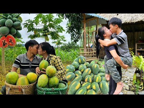 The moment of love that Dan has for his Linh after hardships, Harvesting papaya to sell