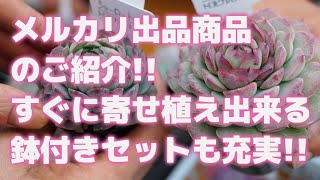 【多肉植物】メルカリ出品商品のご紹介!!すぐに寄せ植え出来る鉢付きセットも充実!!【succulent】トロピカルガーデン