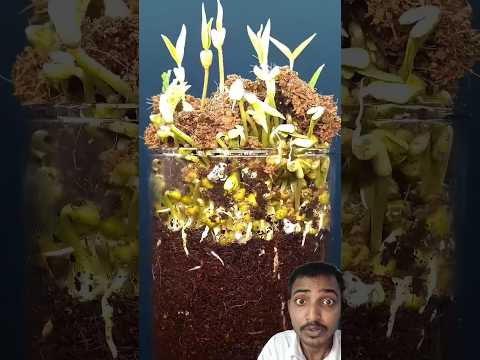 Growing Mung Beans - Time  #gardening #plants #nature #agriculture #tasty #plant #facts #shorts