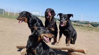 The Beauceron.