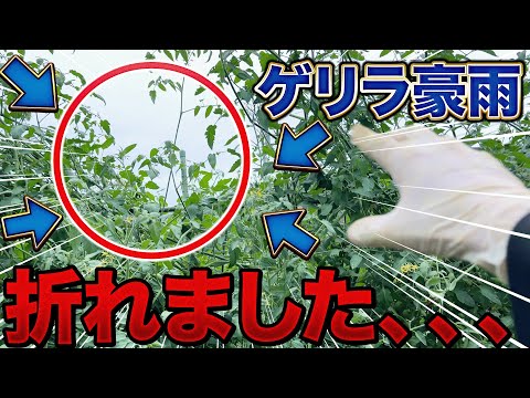 【自然には敵いません】復活します！トマトの木が折れた時の対処方法は〇〇だ！