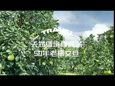 品牌形象-小編推薦-麻豆特級老欉文旦