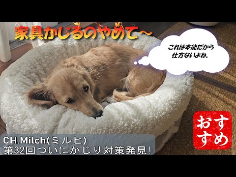 第32回ついに「かじり対策」発見!　 #カニンヘンダックス  #ダックスフンド  #子犬  #ミニチュアダックス  #犬のいる暮らし #ペット動画 #犬グッズ