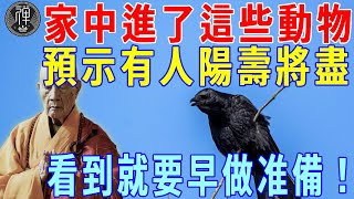 家中進了這些動物，預示著有人陽壽將盡，看到就要早做准備｜動物｜臨終｜預兆｜一禪