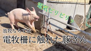 豚さん電牧柵に触っちゃう！ビリリっ！