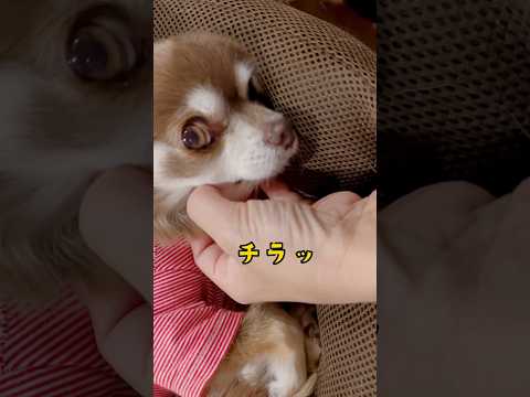 本当に優しい優しいチワワのマロちゃん🐶💕