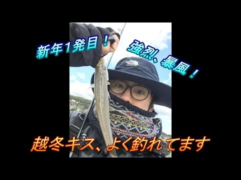 2018年1発目　キス釣り、大量♪