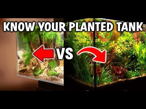 What Type Of Planted Tank Do You Have? Why Does It Matter?