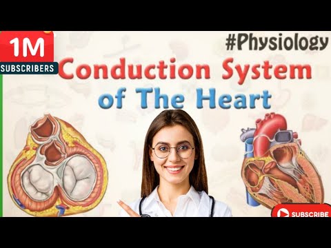 SA node||AB node||  heart physiology||circulatory system|| human heart kaise banaye ||#shortsfeed