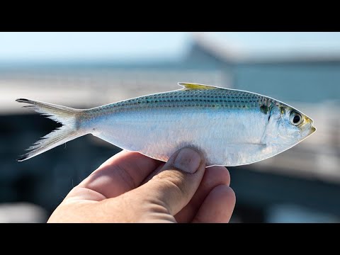 Fishing With LIVE Threadfin Off The Skyway Fishing Pier