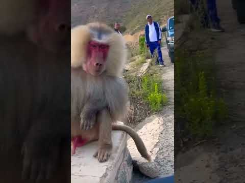 Wild baboones in mountain #animals #funny#shorts