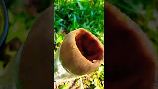 sapodilla (sapota) juice | natural fresh juice😋 #shorts #subcribe #juice