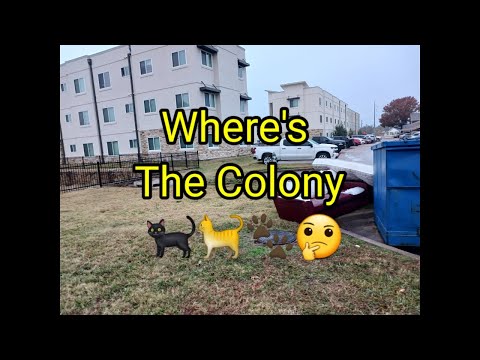 (1703) Where's the Colony 🐈🐈‍⬛🐾🤔 ?