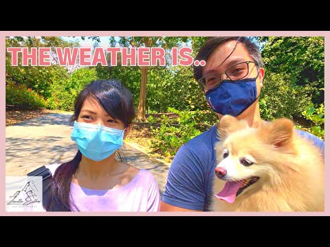 Exploring Singapore Botanic Gardens with Pomeranian Fur-kid! | 与博美犬毛小孩探索新加坡植物园 [Vlog 24]